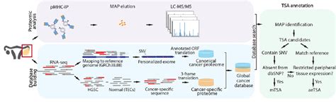 celine laumont montreal|Proteogenomics Uncovers a Vast Repertoire of Shared Tumor .